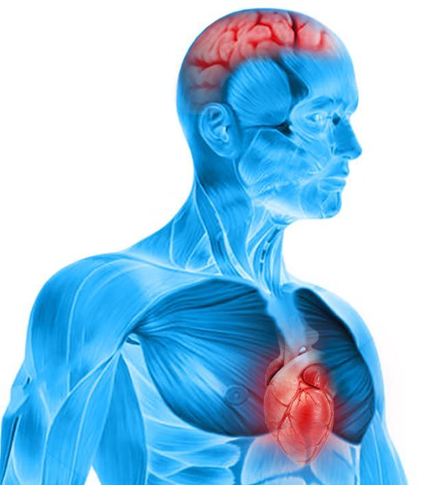 Illustration of heart and brain circulation awareness